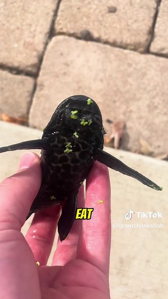 Everything You Need to Know About Plecos for Your Aquarium