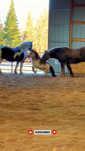 This tiny horse just embarrassed itself 💀”#1#millionviews#trending #funny #animals #shortsfeed