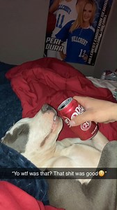 He said that Dr Pepper hit different than water😳💀😂 #dog #drpepper #pitbull #hilarious | Pablo The Bully