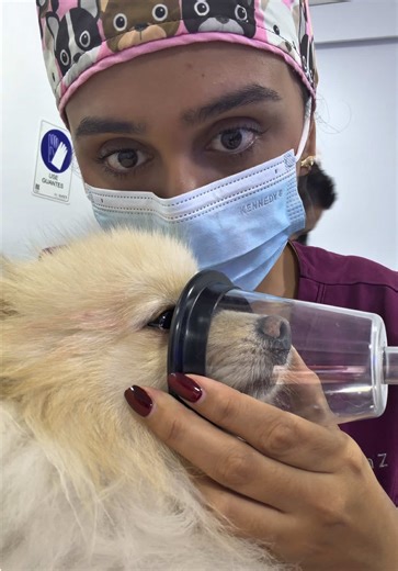 🐶Hiperplasia prostática: una enfermedad silenciosa Muchos perros machos no castrados desarrollan hiperplasia prostática con el paso del tiempo. Al inicio no siempre hay síntomas, pero puede causar dolor, dificultad para orinar o defecar, infecciones y sangrados. 👉 ¿Por qué ocurre? Porque la próstata responde a las hormonas sexuales aumentado de forma anormal su tamaño. 👉 ¿Cómo se previene? ✔️ Castración a tiempo ✔️ O, si no se castra, ecografías prostáticas preventivas 🐈🐈‍⬛También puede pre