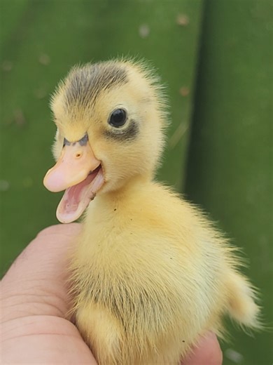 Tiny Duck Baby Calling Mom 🦆 #duck #petducks #babyduck #cuteducks #ducksoftiktok