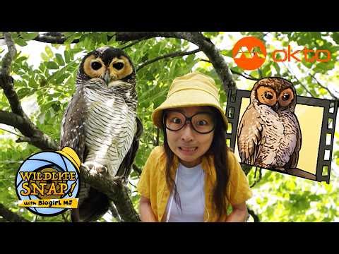 Finding Rare Owls, Hornbills & Giant Spiders at Pasir Ris 🦅📸 | Wildlife Snap! With Biogirl MJ