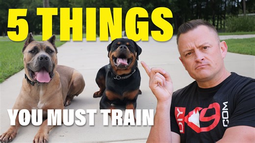 Master the top 5 dog training skills for obedience, leash walking, and handling challenges. Learn doorways, thresholds, environmentals, and more. Bonus tips included! If you want to learn more about dog training, check out our FREE COURSE "DECODED" using this link: 👉 https://go.diyk9.com/freetraining16 Check out all of our industry-leading online courses, training tips, and equipment recommendations by clicking below👇 https://go.diyk9.com/courses20 #DogTraining #puppytraining #diyk9 #garretwin