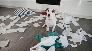 Jeopardy Productions, Inc. TV Spot, 'So Sorry: Highlights' Song by David Tobin, Freddie Gavita, Jeff Meegan