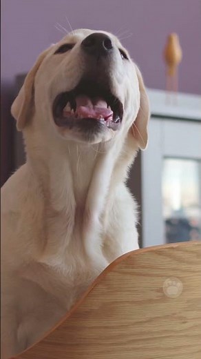 Beagle-Labrador mix #dogs