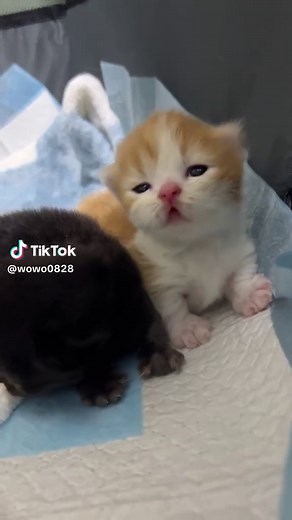 Newborn Kittens So Cute: Tiny Moments of First Days