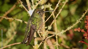Talamanca (Admirable) Hummingbird - Eugenes spectabilis is large hummingbird living in Costa Rica and Panama. Beautiful green and blue colour, sitting and flying.