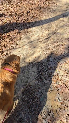 Piper on a morning walk thru the woods. No lead tension and she heels back when I stop no pullin or jumping. Such a sweet lil girl. | Puddle Duck Labs
