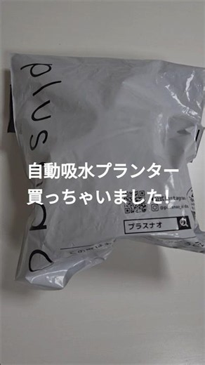 自動吸水プランター買いました！#観葉植物#プランター#カポック