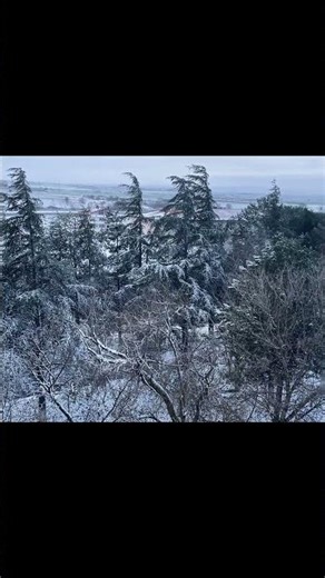 Howling Wind in Snowy Trees ❄️ Real Blizzard Sounds for Sleep