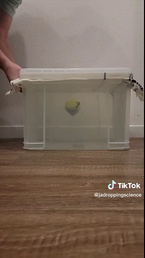 Helium Balloon Physics: Why It Moves Forward in a Tesla