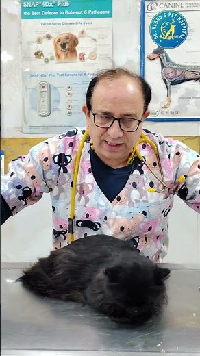 How to protect your cat from fleas 🐱