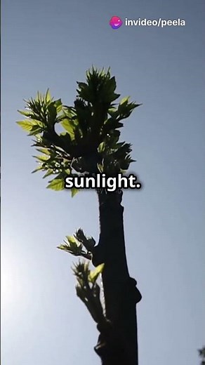 Dancing Plants? Meet the Telegraph Plant! 🌱💃