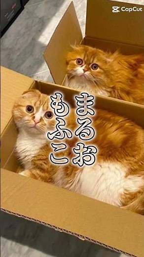 まるおもふこ5歳の誕生日おめでとう #ヒカキン #hikakintv #まるお#もふこ#猫#ねこ#まるおともふこ