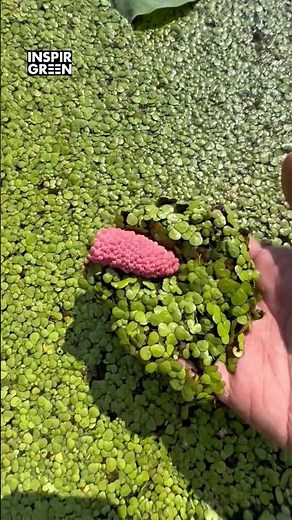 Invasive Species: Apple Snail Eggs in Freshwater Rivers
