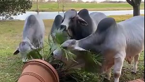 7.3K views · 665 reactions | How it started >> How it’s going  藍 We just needed a trim! These good looking bulls are having a good time in the yard. | J.D. Hudgins Inc. | Facebook
