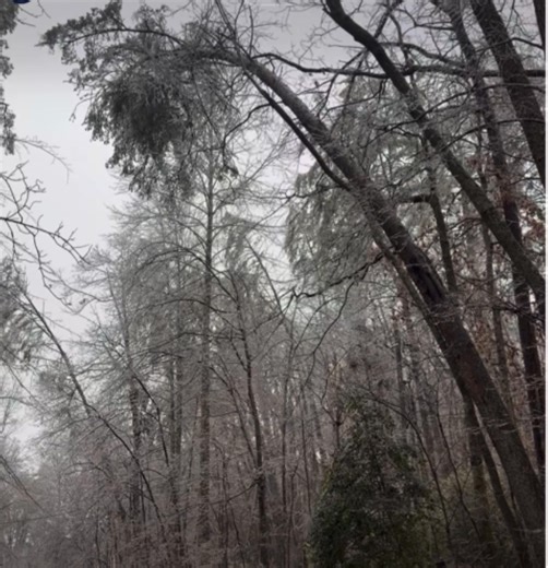 Here i thought exploding trees were a myth! | Dillon Harris