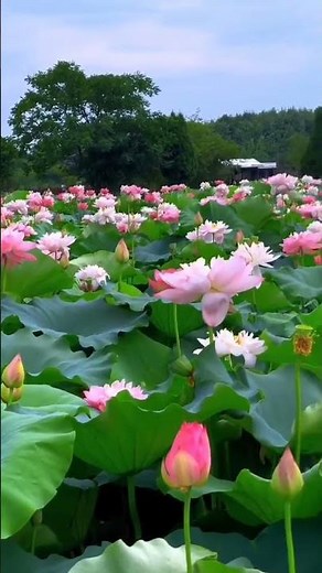 The magic of lotuses on the lake is a beauty that soothes the soul
