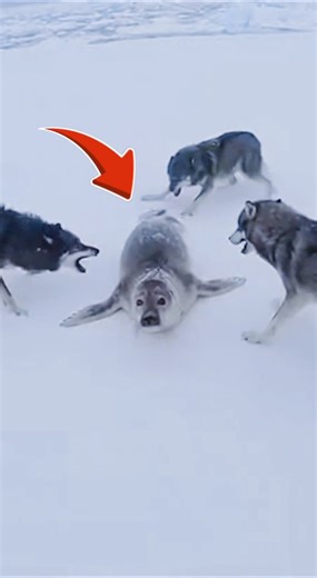 🦭 Arctic Seal Rescue: Brave Hero Saves Injured Seal from Wolves! ❄️🚨