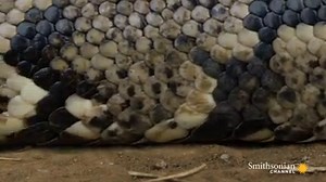 8.1K views · 200 reactions | This snake's slither is one of the many mesmerizing sights you'll get with the new Queen of the Pythons. The show follows a 13-foot, 70-pound African rock python as it travels the South African savannah. Stream it now: https://bit.ly/3ffDaQc | Smithsonian Channel Aviation Nation | Facebook