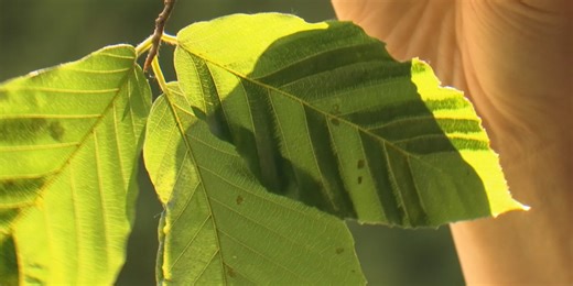 Beech tree leaf disease continues spreading in Vermont