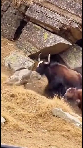 Mountain Drama: Snow Leopard Sent Flying by Angry Yak