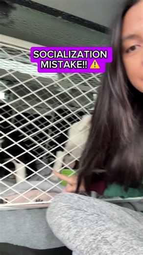 Proper Puppy Socialization Techniques for a Fear-Free Experience