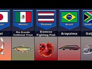 National Fish From Different Countries l National Fish of Each Country - Comparison Result