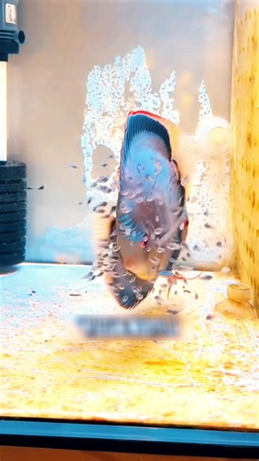 Diskusfische: Einzigartiges Babysitting im Wasser