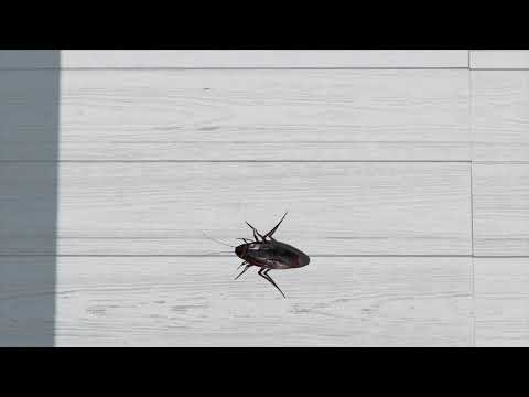 CA TV - Realistic Cockroaches Glide Fast. Video for Cats.