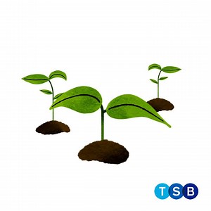 1.6K views · 33 reactions | Moving home can produce a lot of CO2 emissions. That’s why for every new mortgage we provide we’ve asked EFORESTS to plant a tree to help offset the #CarbonFootprint of moving. It’s part of our commitment to support the #environment. Find out more: www.eforests.co.uk/tsb | TSB | Facebook