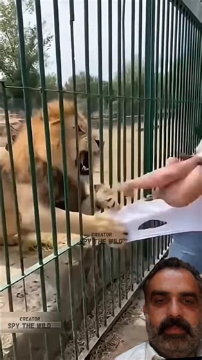 viral 12 | Lion Attack at Zoo Shocks Everyone! Girl Escapes in Seconds 🦁😱#animals #funnypets #funny