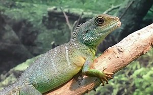 The Cosmic Computer | the cosmic computer audiobook 英语有声书