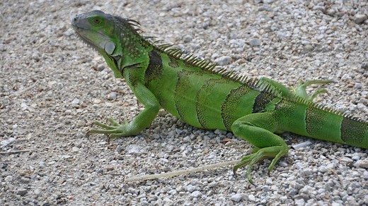 Frase mexicana: "De qué lado masca la iguana", descubre el origen y significado de esta expresión