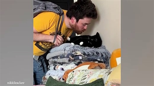 Watch this dramatic cats