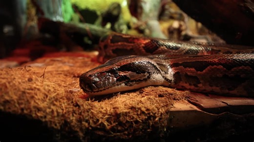 Road to 150! Tune into Dr. Chris Kuhar, Cleveland Metroparks Zoo’s Executive Director, and Animal Keeper, Kristy Becka for another behind-the-scenes update. Meet burmese python, “Cinnamon!” | Cleveland Metroparks Zoo