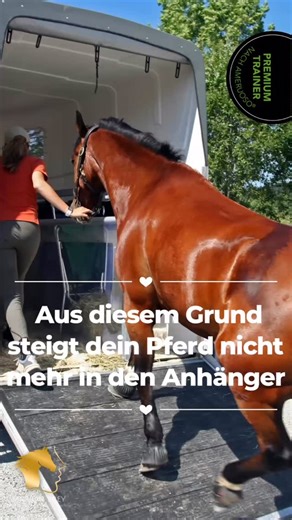 Dein Pferd weigert sich plötzlich einzusteigen? Beim letzten Mal hat es noch geklappt, doch heute blockiert es komplett. Du fragst dich, was plötzlich passiert ist? Vielleicht denkst du, dein Pferd macht das aus Trotz? Die Wahrheit ist: Diese Reaktion passiert nicht abrupt, sondern schleichend. Aber warum ist das so? Dein Pferd schluckt Stress herunter und macht tapfer mit, bis sein Nervensystem am Limit ist. Dann schaltet es in den Überlebensmodus – denn im Hänger gibt es keinen Fluchtweg, nur 