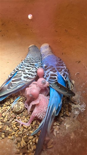 4.9K views · 83 reactions | Budgerigar parrot with chick's. #parrot #birds #reels #viral #পাখি | Exotic Pets Aviary | Facebook