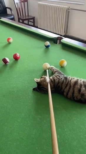 Funny Cat Videos Compilation for Cat Lovers