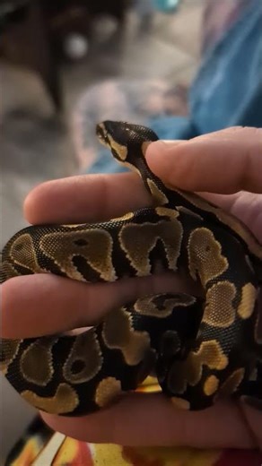 Just hanging with Voorhees 🎭🐍