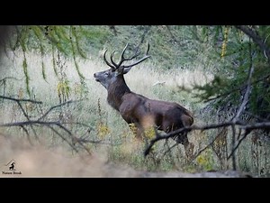 Brame du Cerf dans le Mercantour