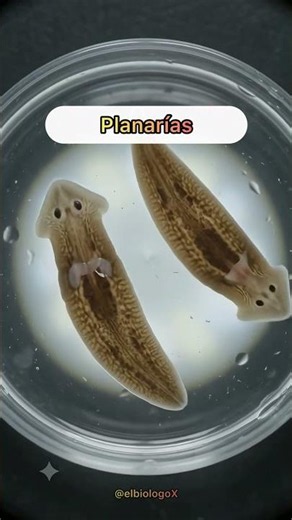 Planarian Cloning Itself ‼️[What A Skill] 🗿🤌
