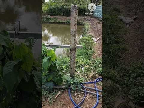 Apo sings joyful Tet songs