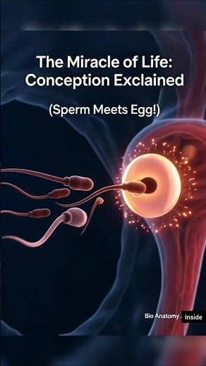 How Pregnancy Starts: Conception Biology #conception #pregnancy #biology