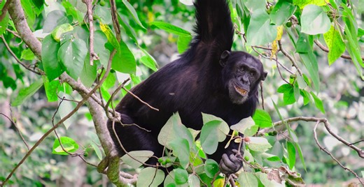 Five animals that self-medicate