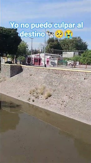 yo no puedo culpar destino🐄🥺😭 #duele #aseguir #herido
