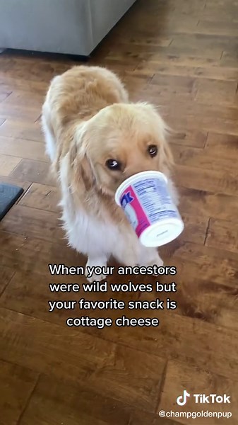 Its a dog eat cheese world out there #fyp #goldenretriever #funny #dog