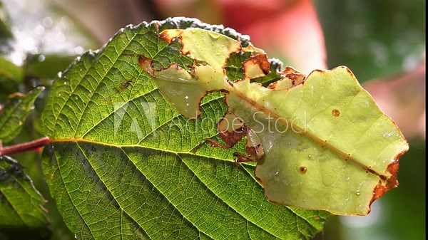 Macro footage of a Phylliidae leaf insect blending with jungle foliage. Captures its remarkable camouflage and unique behavior.