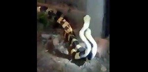 Video of snakes mating at Myanmar monastery goes viral | Coconuts