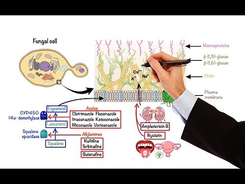 Pharmacology – ANTIFUNGAL DRUGS (MADE EASY)
